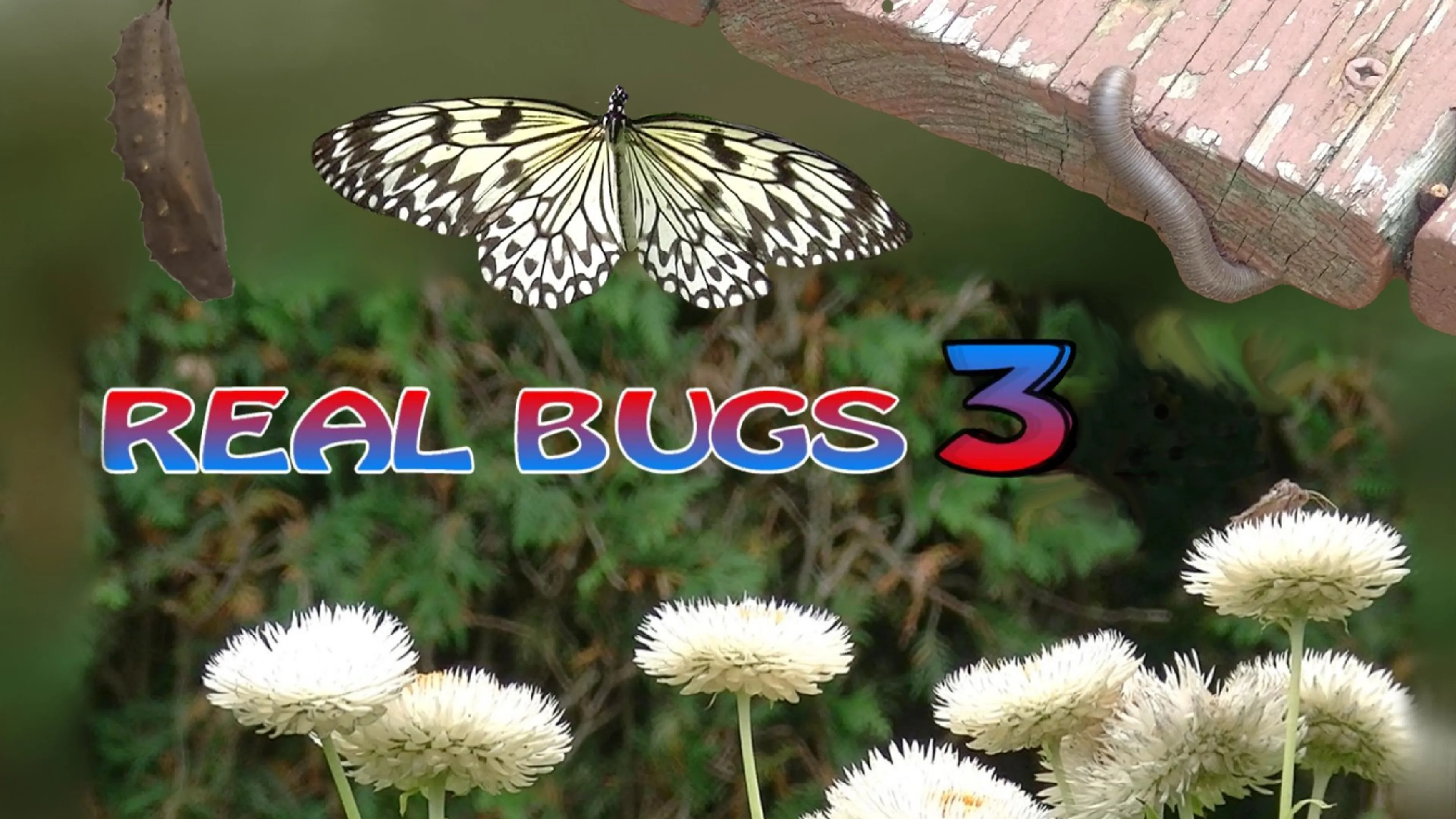 Real Bugs 3 poster